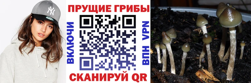 Купить  Разумное  Галлюциногенные грибы Psilocybe 